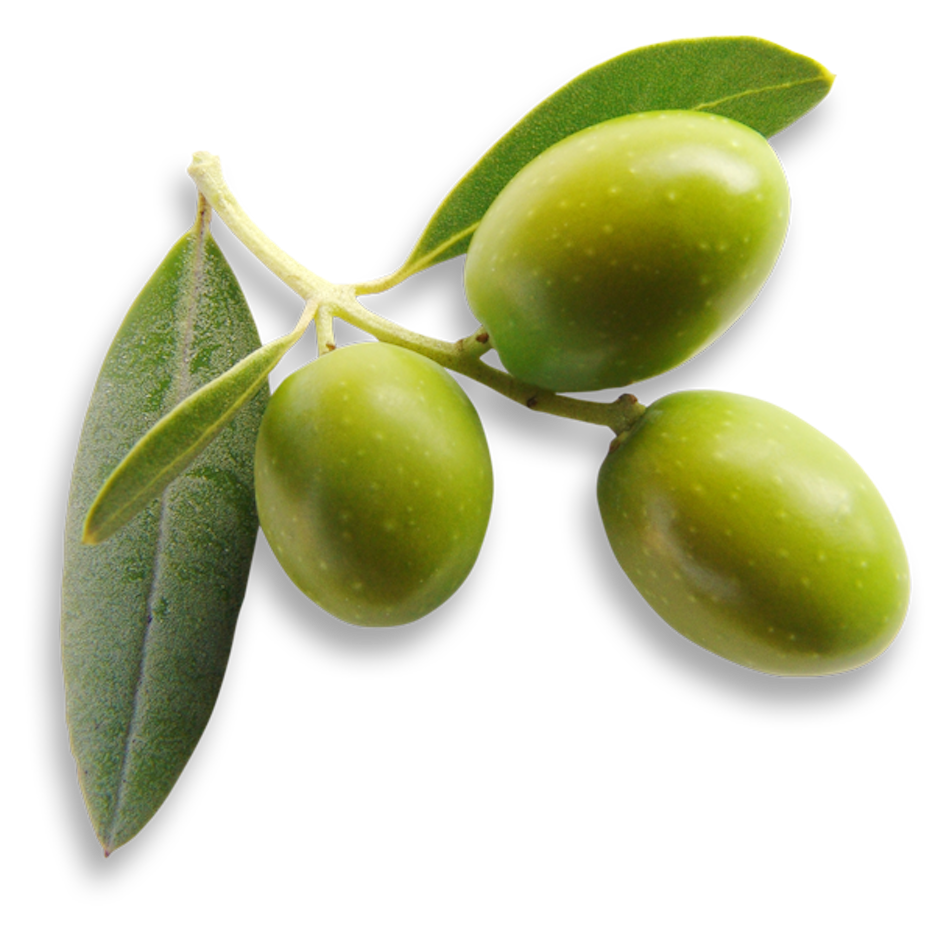 Olive-clipping-detail